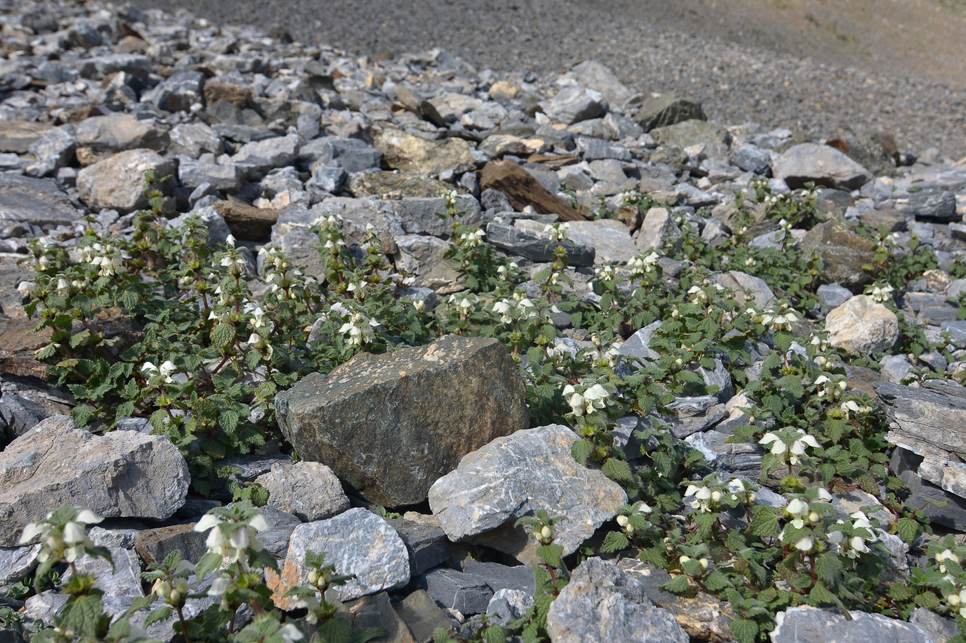 Image of Lamium tomentosum specimen.