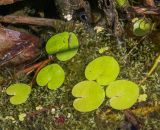 Hydrocharis morsus-ranae