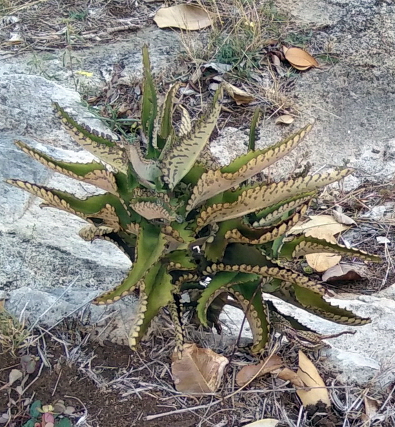 Image of Kalanchoe daigremontiana specimen.