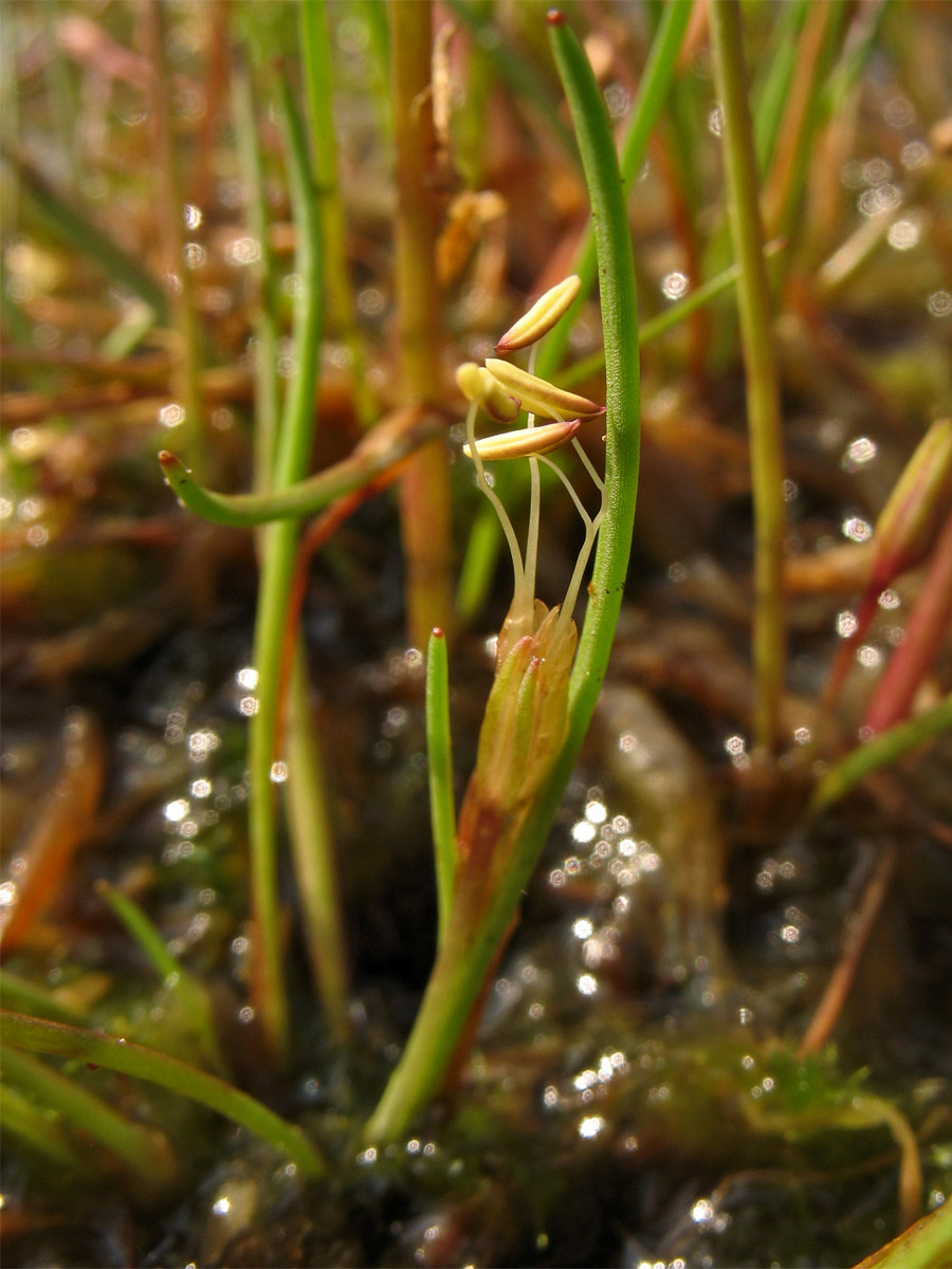 Изображение особи Littorella uniflora.