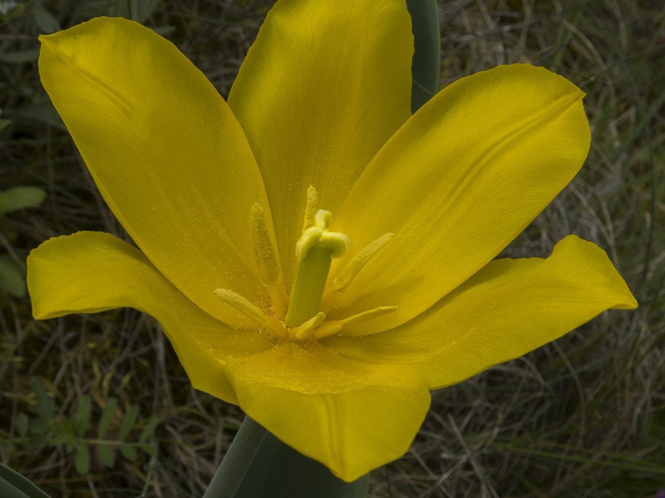 Изображение особи Tulipa suaveolens.