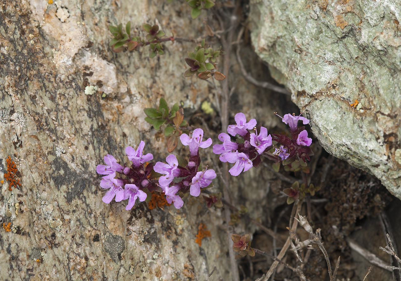 Изображение особи Thymus altaicus.