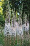 Eremurus olgae