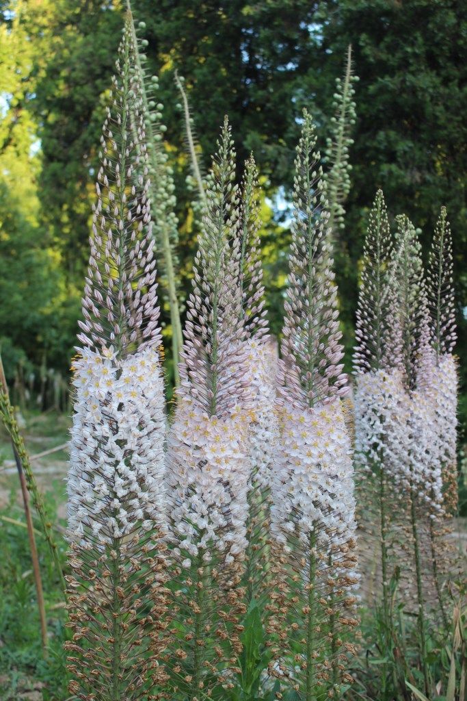 Изображение особи Eremurus olgae.