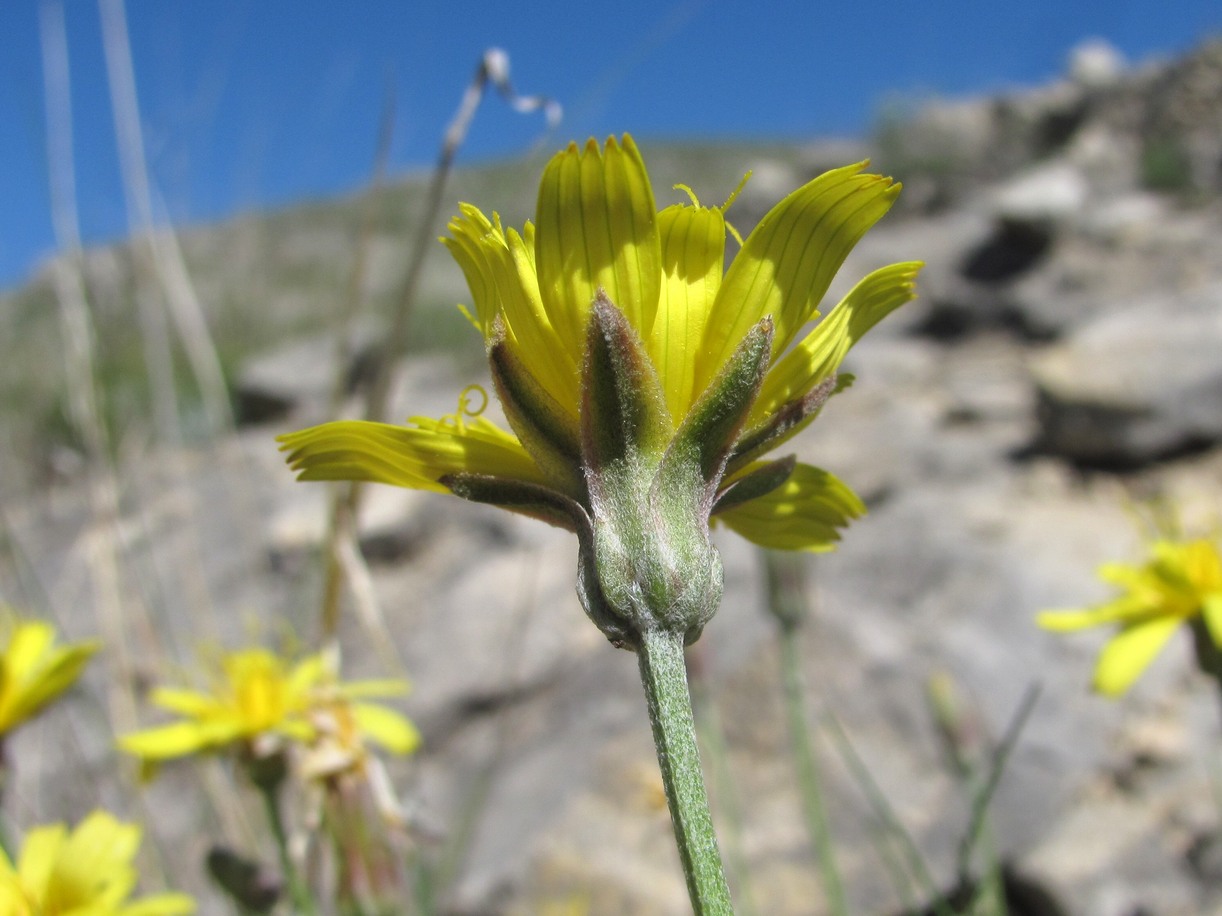 Image of Scorzonera filifolia specimen.