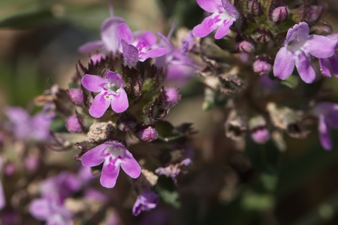 Изображение особи Thymus incertus.