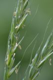 Elymus caninus