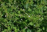 Geranium pyrenaicum. Верхушки цветущих растений. Сербия, национальный парк Тара, плоскогорье Равна Тара, луг. 08.07.2019.