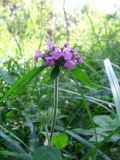 Clinopodium vulgare