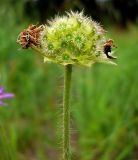 Knautia arvensis. Соцветие с завязывающимися плодами. Чувашия, окрестности г. Шумерля, Подвенец. 7 июня 2008 г.