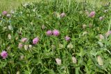 Trifolium medium. Часть куртины цветущих и расцветающих растений. Ленинградская обл., Гатчинский р-н, окр. дер. Авколево, карьер \"Елизаветино\", суходольный разнотравно-злаковый луг на известняке. 16.06.2019.