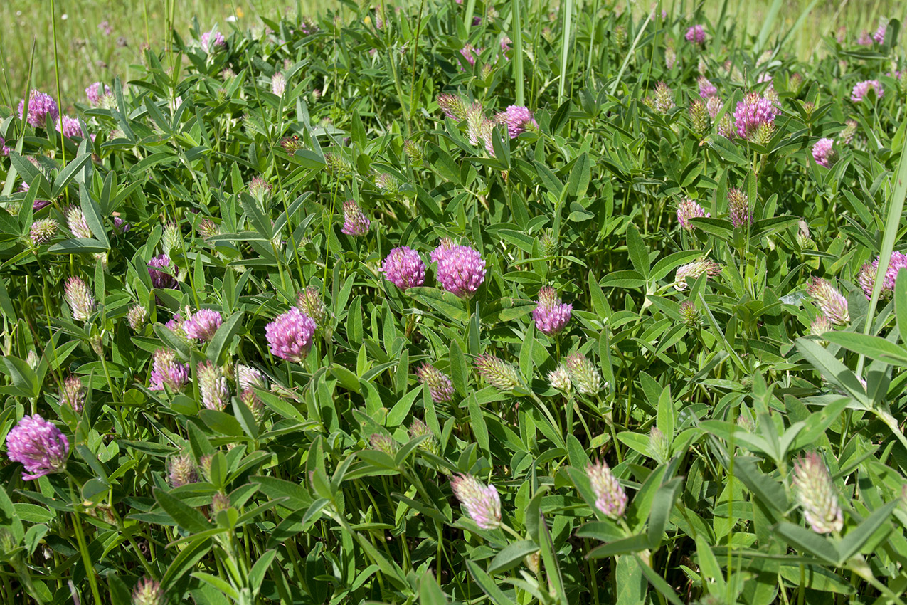 Image of Trifolium medium specimen.