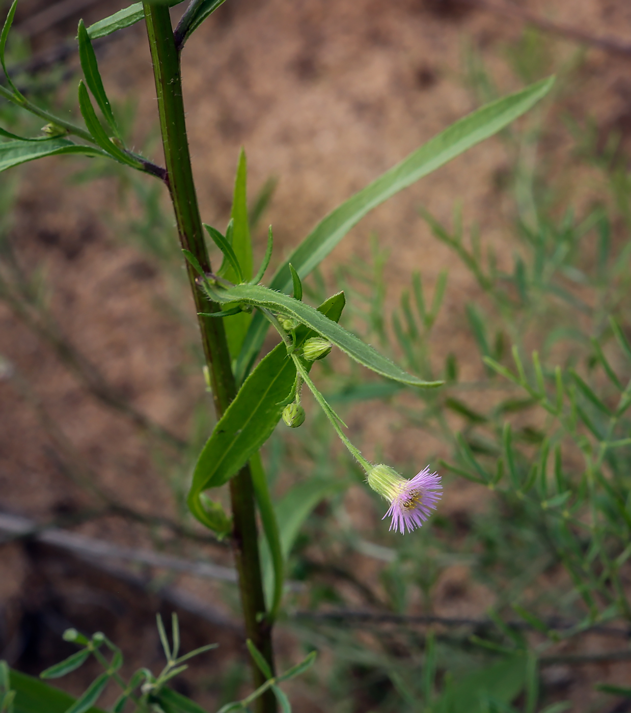 Изображение особи Erigeron uralensis.