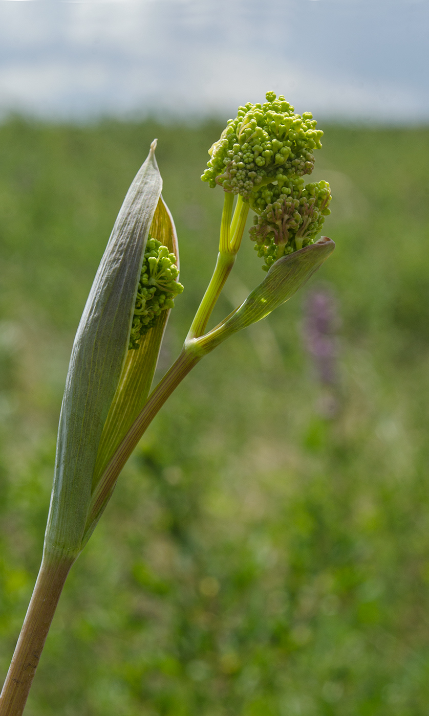 Изображение особи Ferula tatarica.