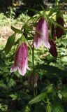 Campanula takesimana