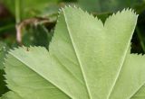 Alchemilla baltica. Фрагмент нижней поверхности листовой пластинки. Ярославская обл., Пошехонский р-н, окр. дер. Селивёрстово, луг на старой залежи на покровном суглинке. 27.08.2019.