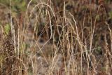 Elymus fibrosus