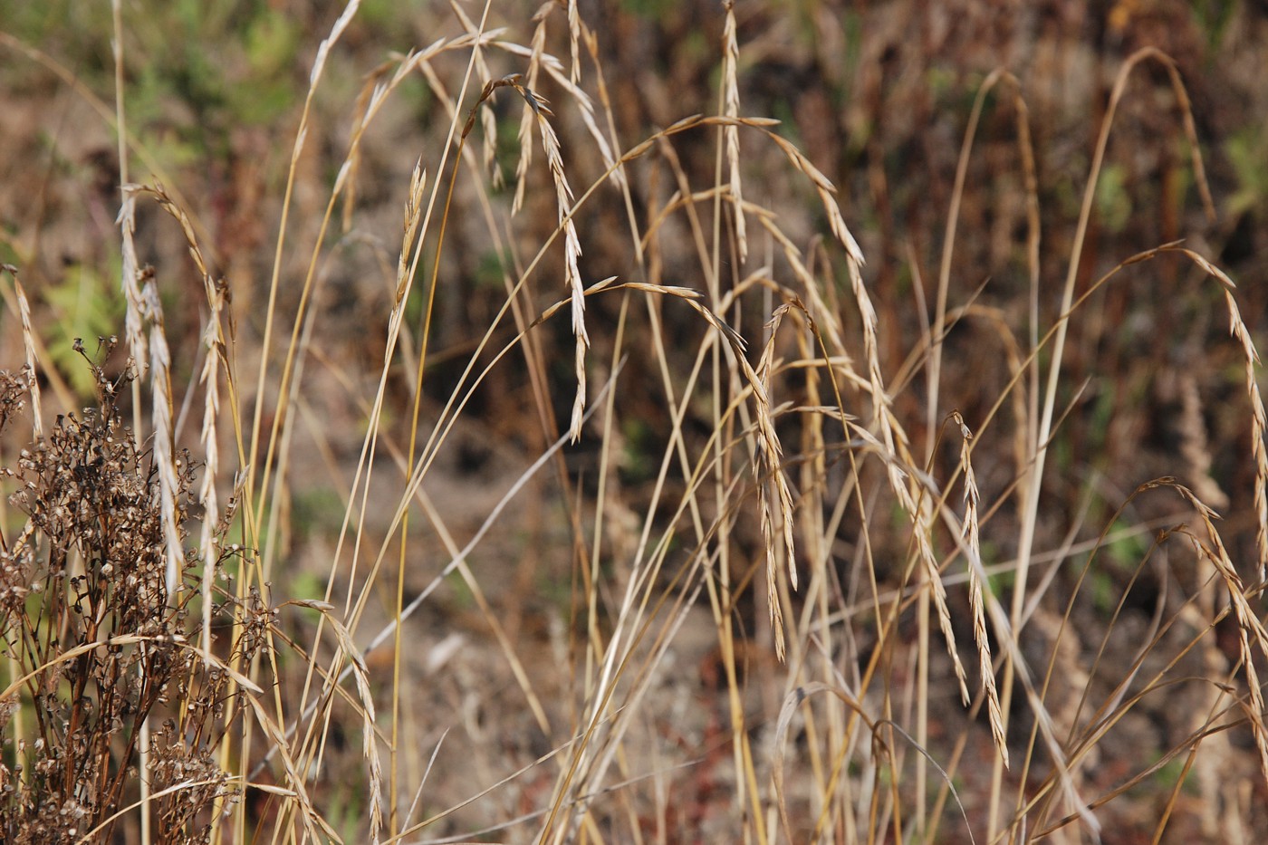 Изображение особи Elymus fibrosus.