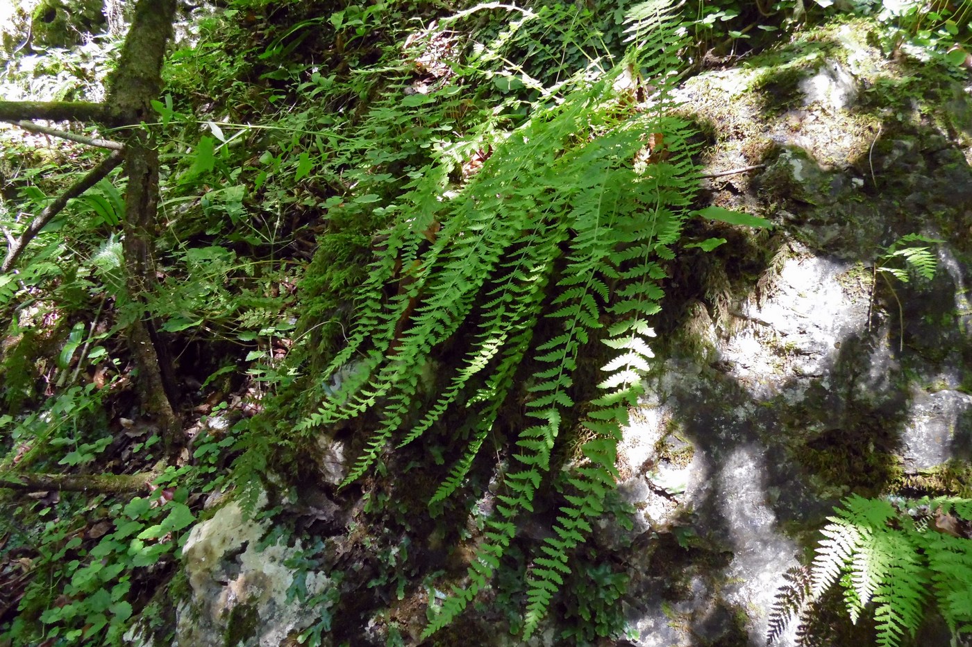 Image of Woodsia caucasica individual.