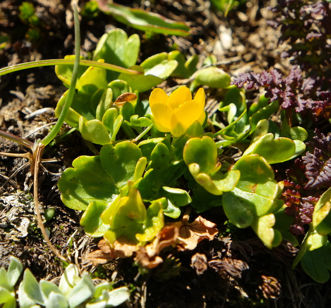 Изображение особи Ranunculus brachylobus.