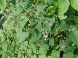 Fallopia convolvulus. Побеги цветущего и плодоносящего растения. Иркутская обл., окр. Иркутска, газон. 24.09.2019.