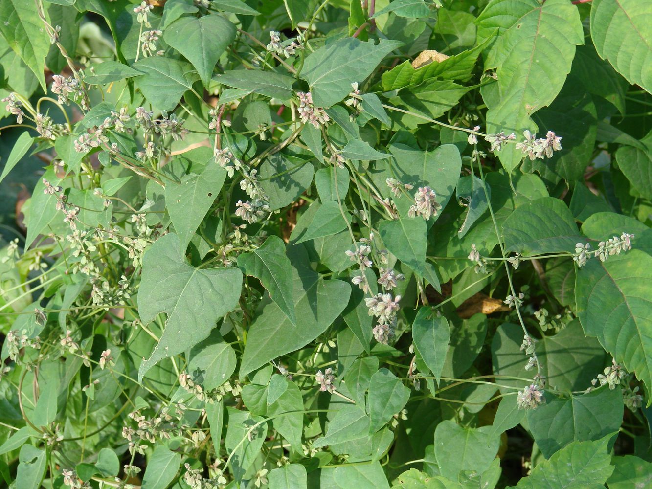 Image of Fallopia convolvulus specimen.