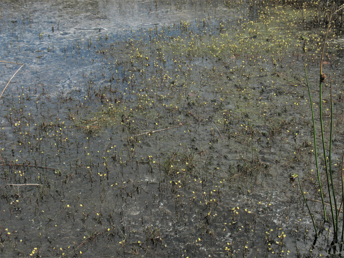 Изображение особи Utricularia minor.