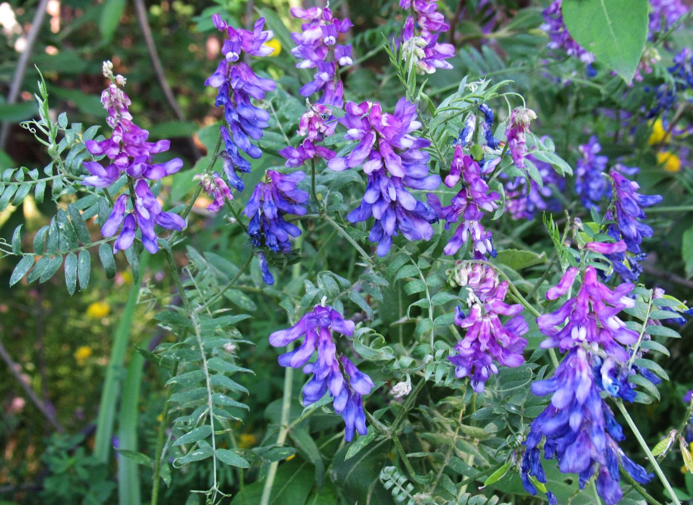 Изображение особи Vicia tenuifolia.