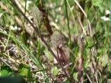 Arabidopsis gemmifera