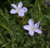 genus Linum