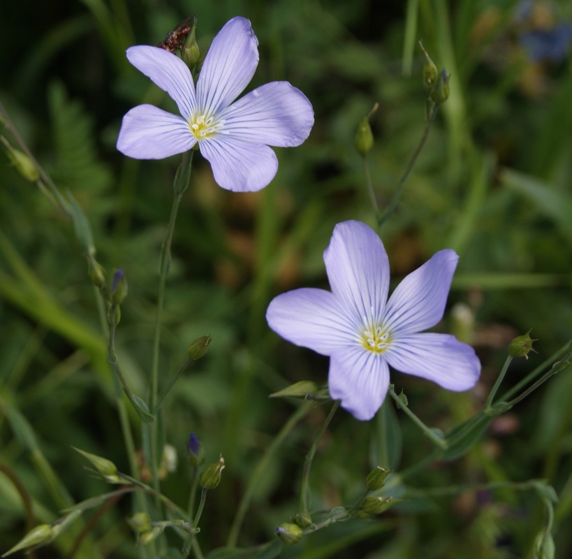 Изображение особи род Linum.