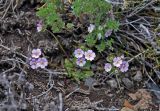 Androsace sajanensis