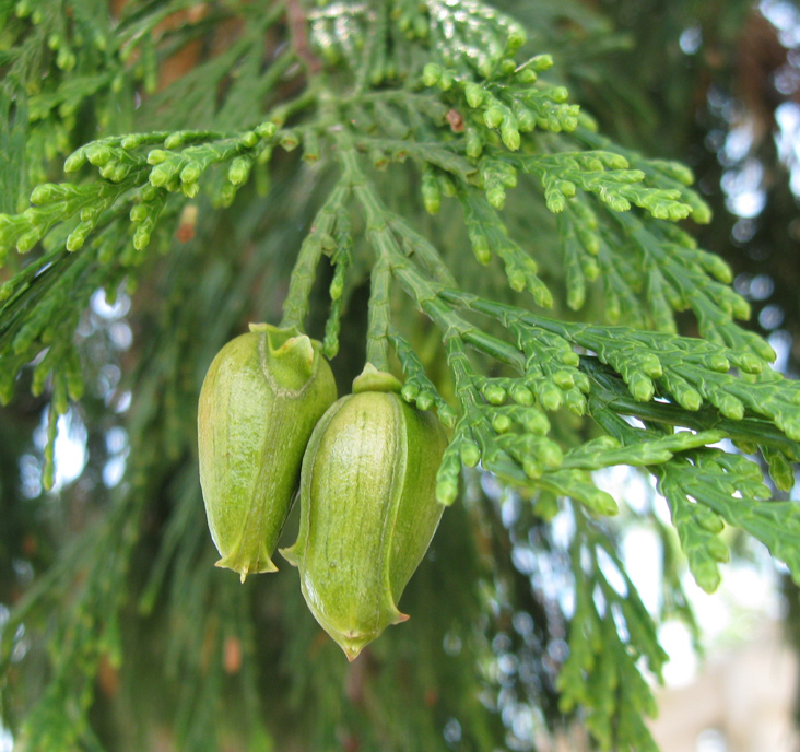 Image of Calocedrus decurrens specimen.