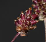 Plantago amplexicaulis