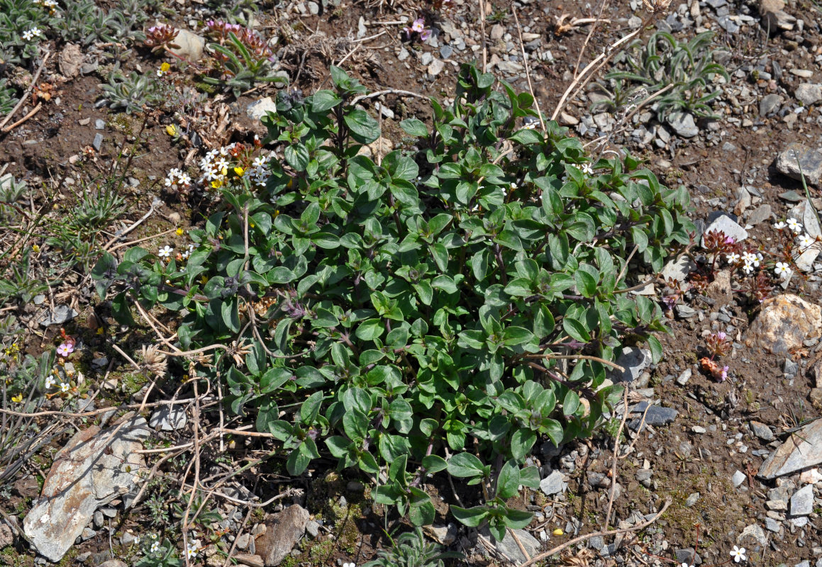 Image of Ziziphora clinopodioides specimen.