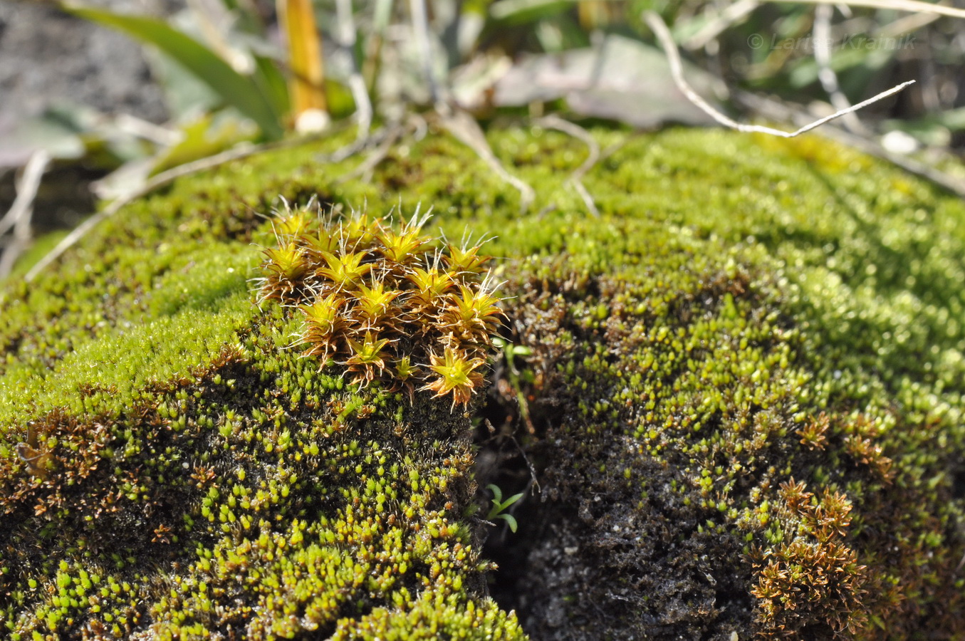 Image of Syntrichia ruralis specimen.