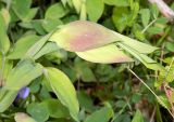 Lathyrus laxiflorus