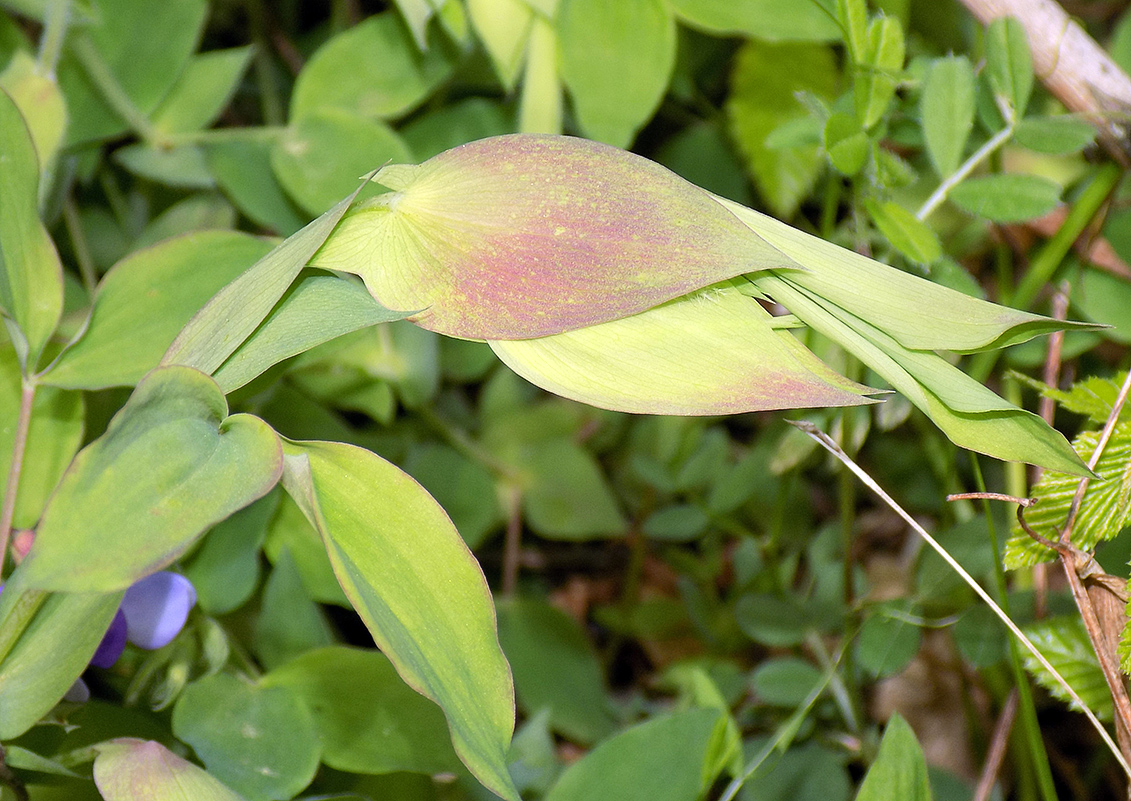 Image of Lathyrus laxiflorus specimen.