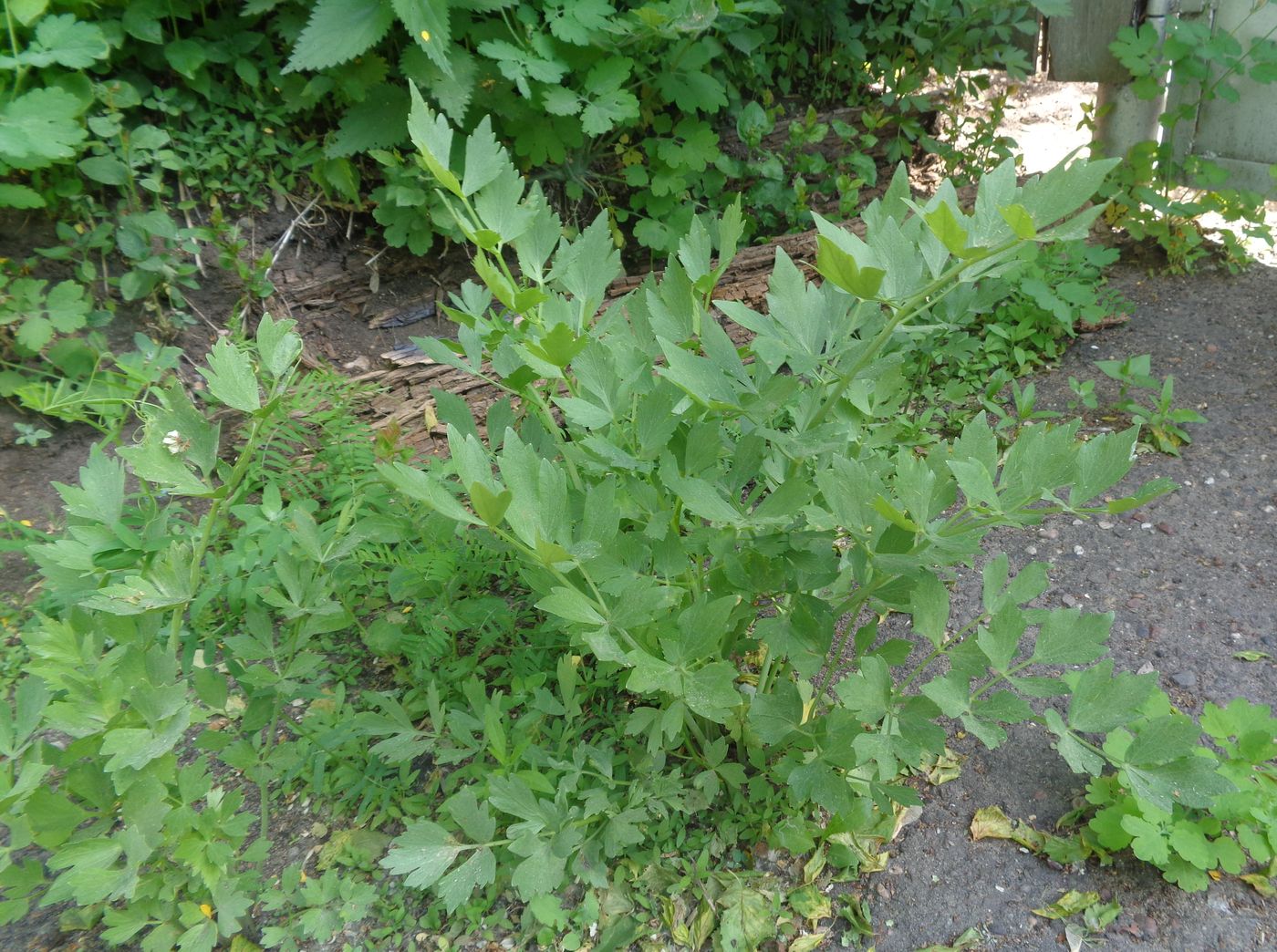 Image of Levisticum officinale specimen.