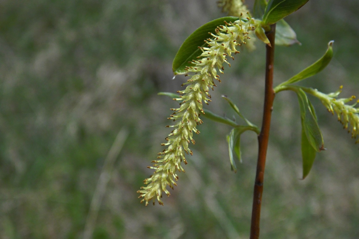 Image of Salix alba specimen.