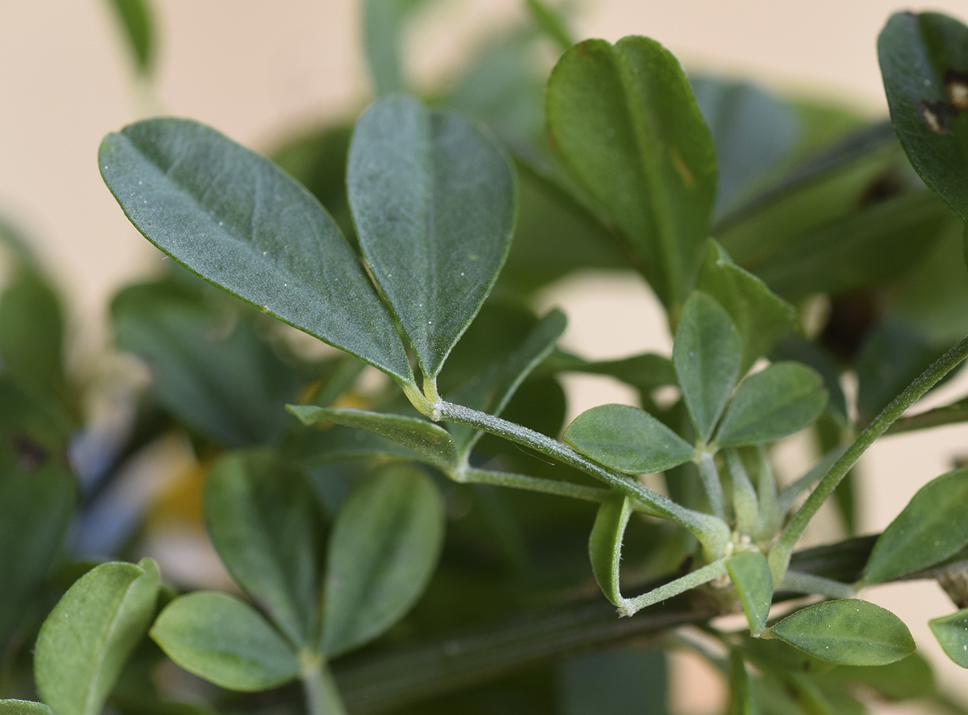 Image of Cytisus arboreus ssp. catalaunicus specimen.