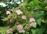 Hydrangea paniculata. Веточка с развивающимся соплодием и остатками цветков. Приморский край. Владивостокский ГО, Ботанический сад. 24.08.2019.