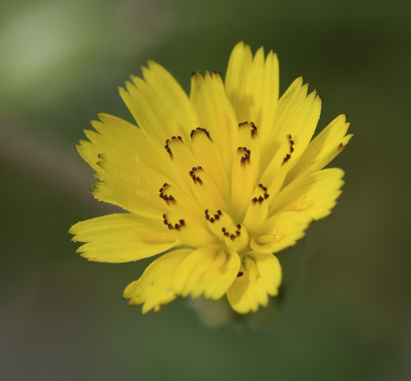 Image of Hedypnois rhagadioloides specimen.