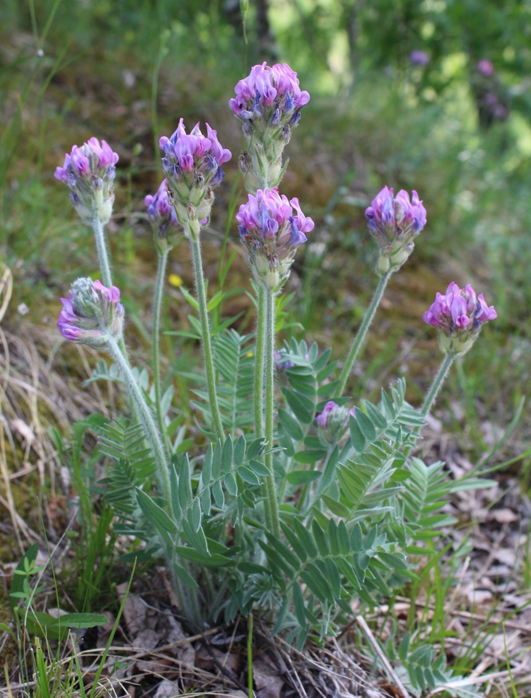 Изображение особи Oxytropis kungurensis.