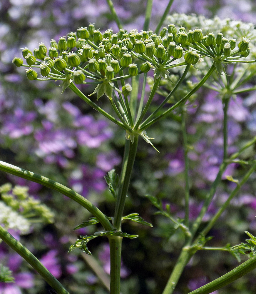 Изображение особи Conium maculatum.