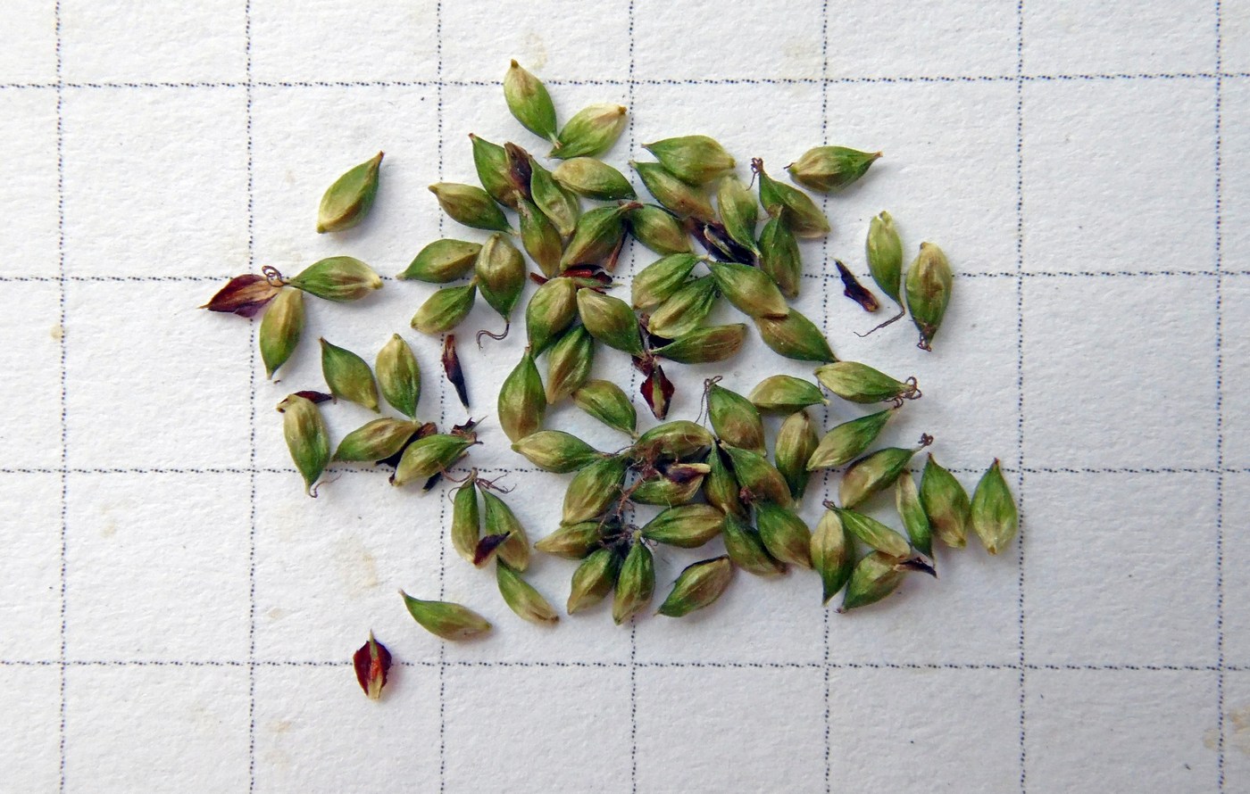 Image of Carex pendula specimen.