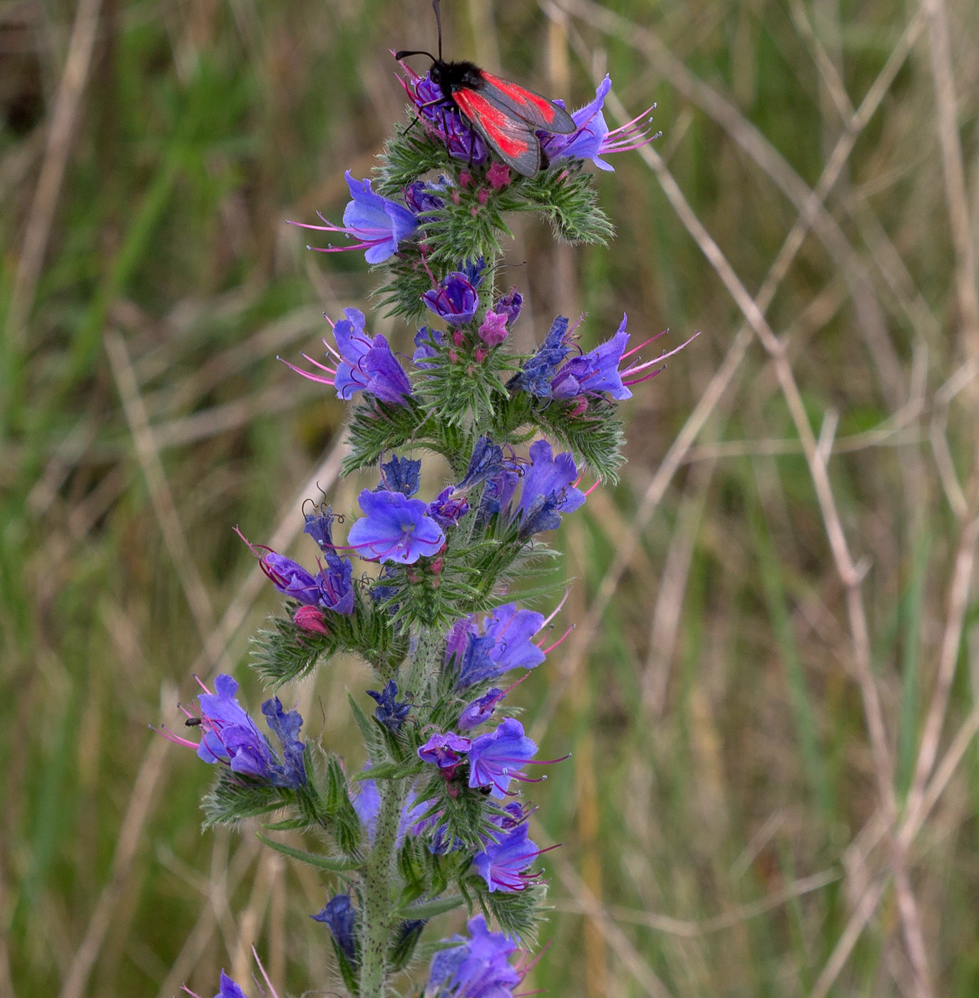 Изображение особи Echium vulgare.