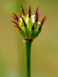 Trollius macropetalus