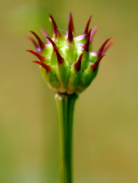 Изображение особи Trollius macropetalus.