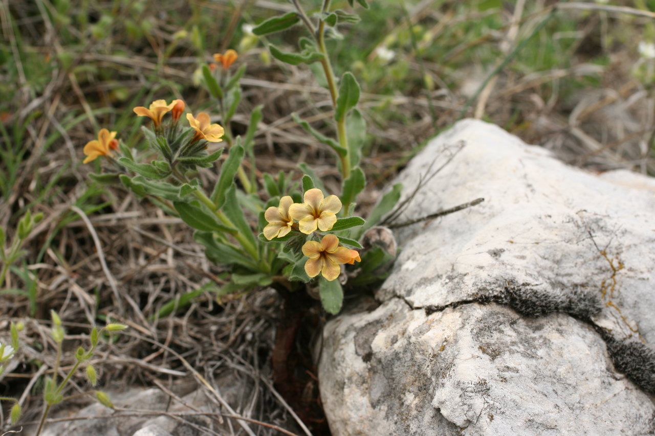 Image of Alkanna stribrnyi specimen.